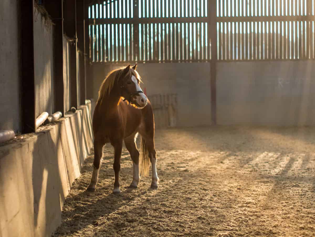 horse stalls