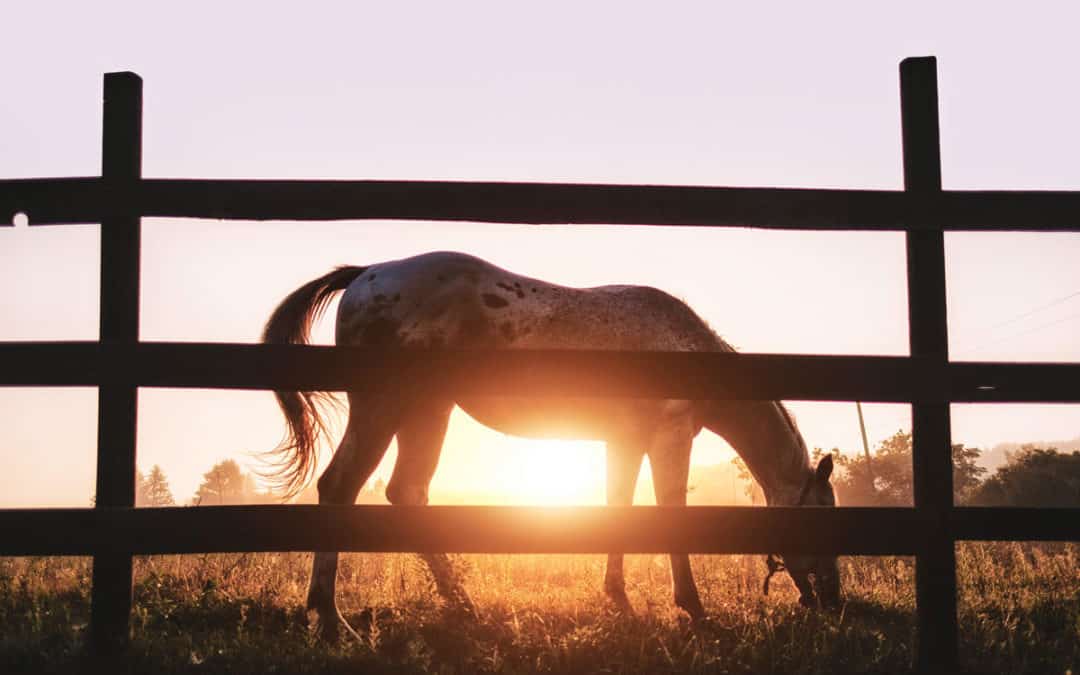 How to Know When to Call a Horse Vet