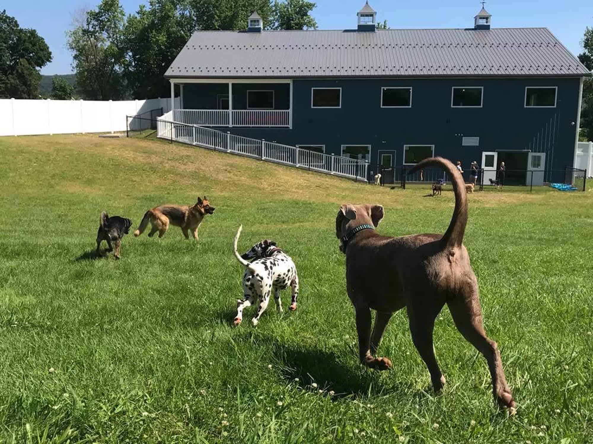 pet spa dog daycare