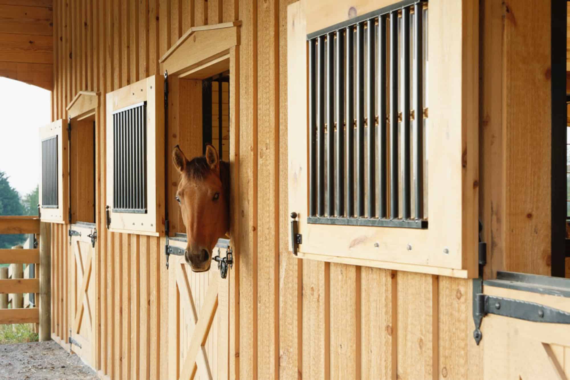 horse stalls dutch doors lean to