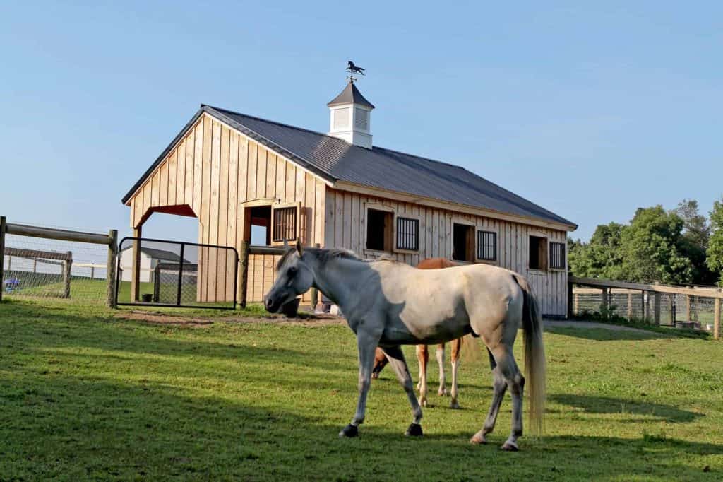 Rustic barn with horses in lush green pasture, ideal for equestrian facilities, built by Quarry View Building Group.