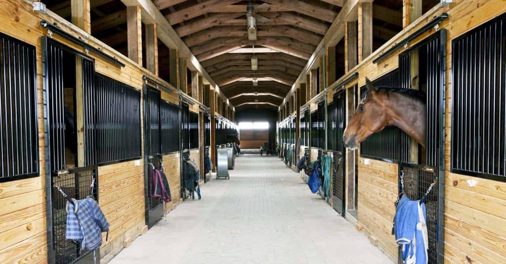 Interior view of a spacious, well-maintained horse stable featuring wooden walls and black metal bars for ventilation and safety.