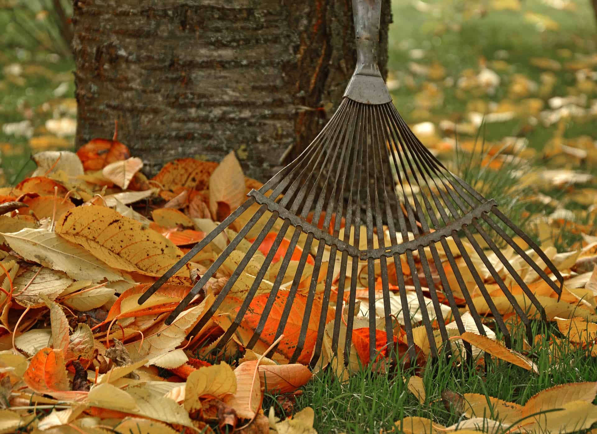 rake colorful leaves fall